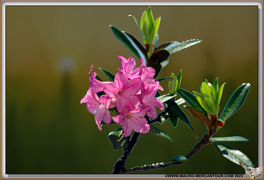 Rhodendrons